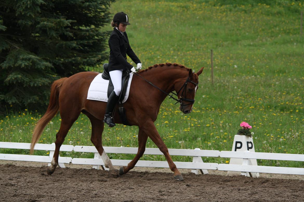 Dansk Varmblod Lindehøjgårds Celine billede 8