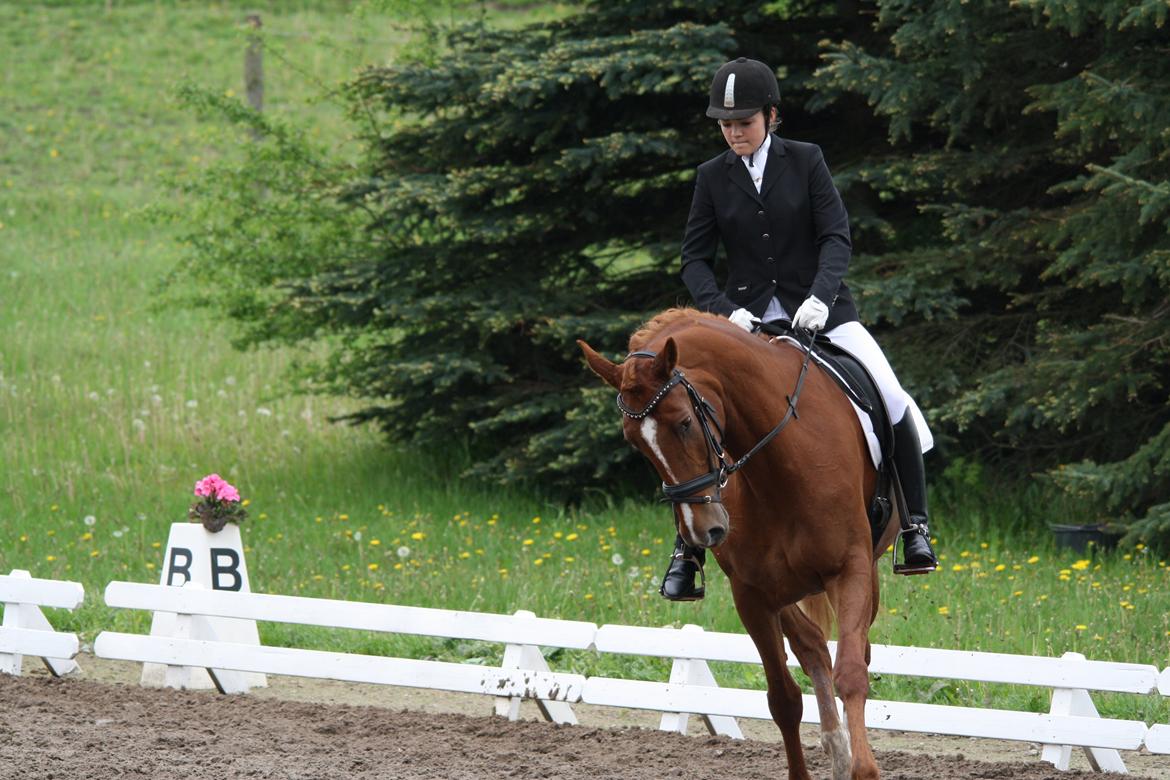 Dansk Varmblod Lindehøjgårds Celine billede 9
