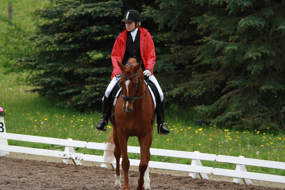 Dansk Varmblod Lindehøjgårds Celine billede 10