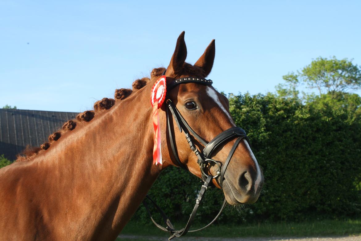 Dansk Varmblod Lindehøjgårds Celine billede 11