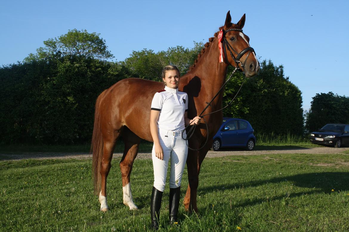 Dansk Varmblod Lindehøjgårds Celine billede 12
