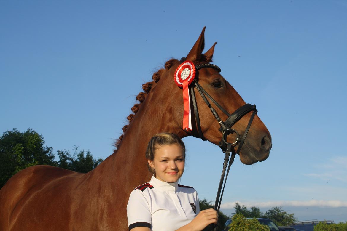 Dansk Varmblod Lindehøjgårds Celine billede 1