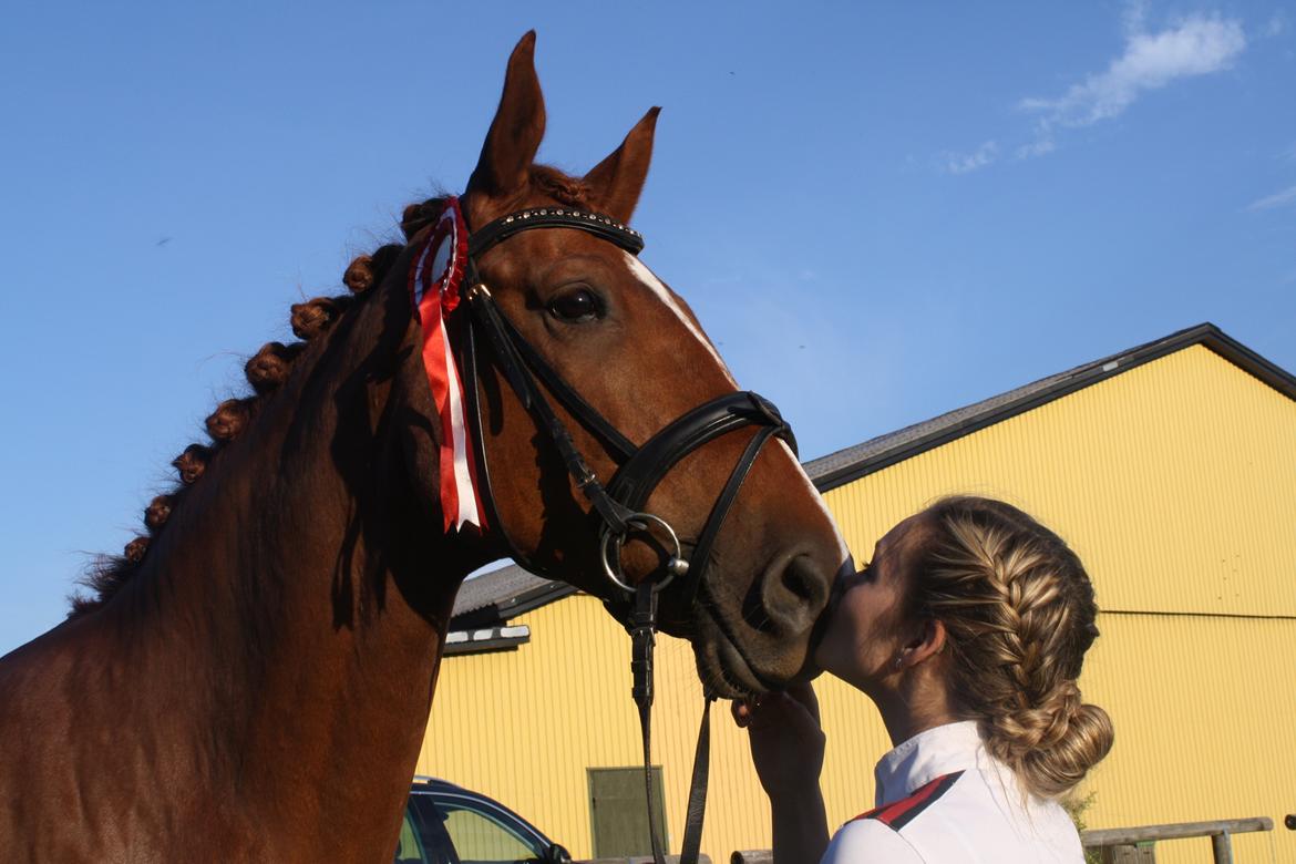 Dansk Varmblod Lindehøjgårds Celine billede 14
