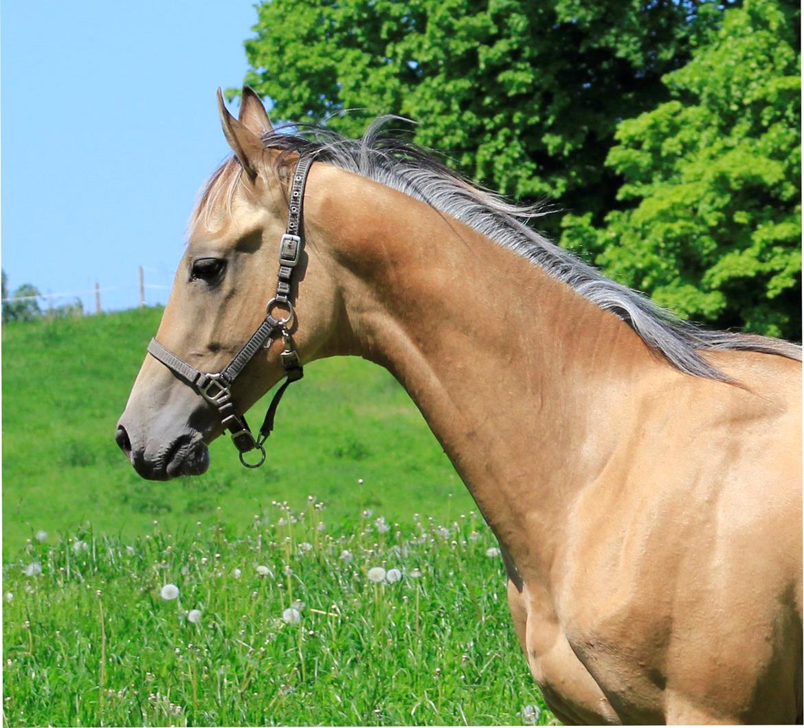 Akhal-Tekiner Dogan billede 4