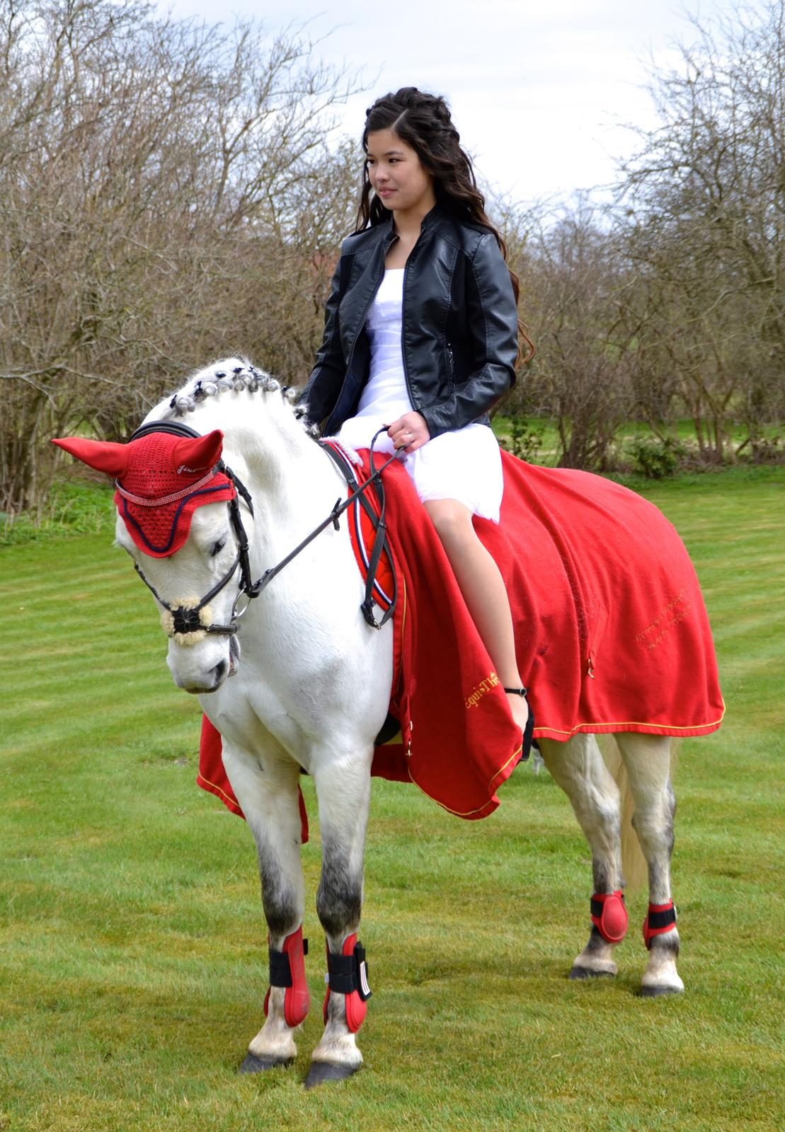 Welsh Pony (sec B) Kongsgodsgårds Bugsy Malone (solgt) - Konfirmation 28/4-2013.<3 Hjemme i haven. billede 1