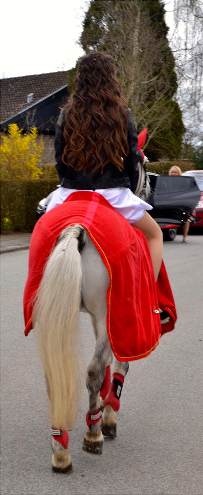 Welsh Pony (sec B) Kongsgodsgårds Bugsy Malone (solgt) - Konfirmation 28/4-2013!
Foto: Anne Petersen.<3 billede 9