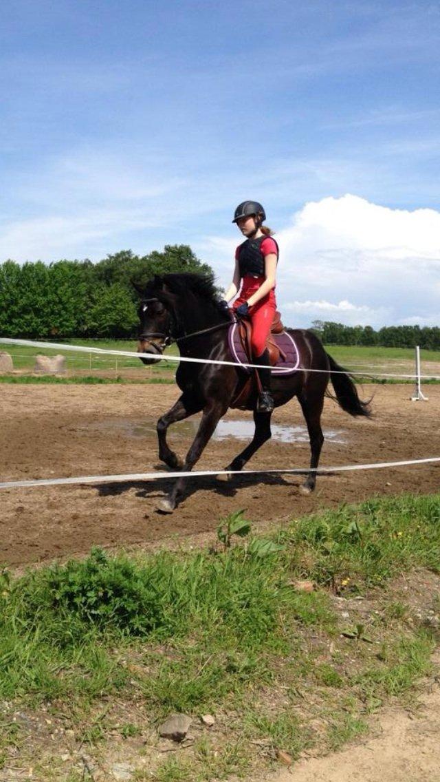 New Forest Løgtholt´s Bastian <3  - Kærlighed er som lotto, der er langt imellem de store gevinster !<3 billede 5