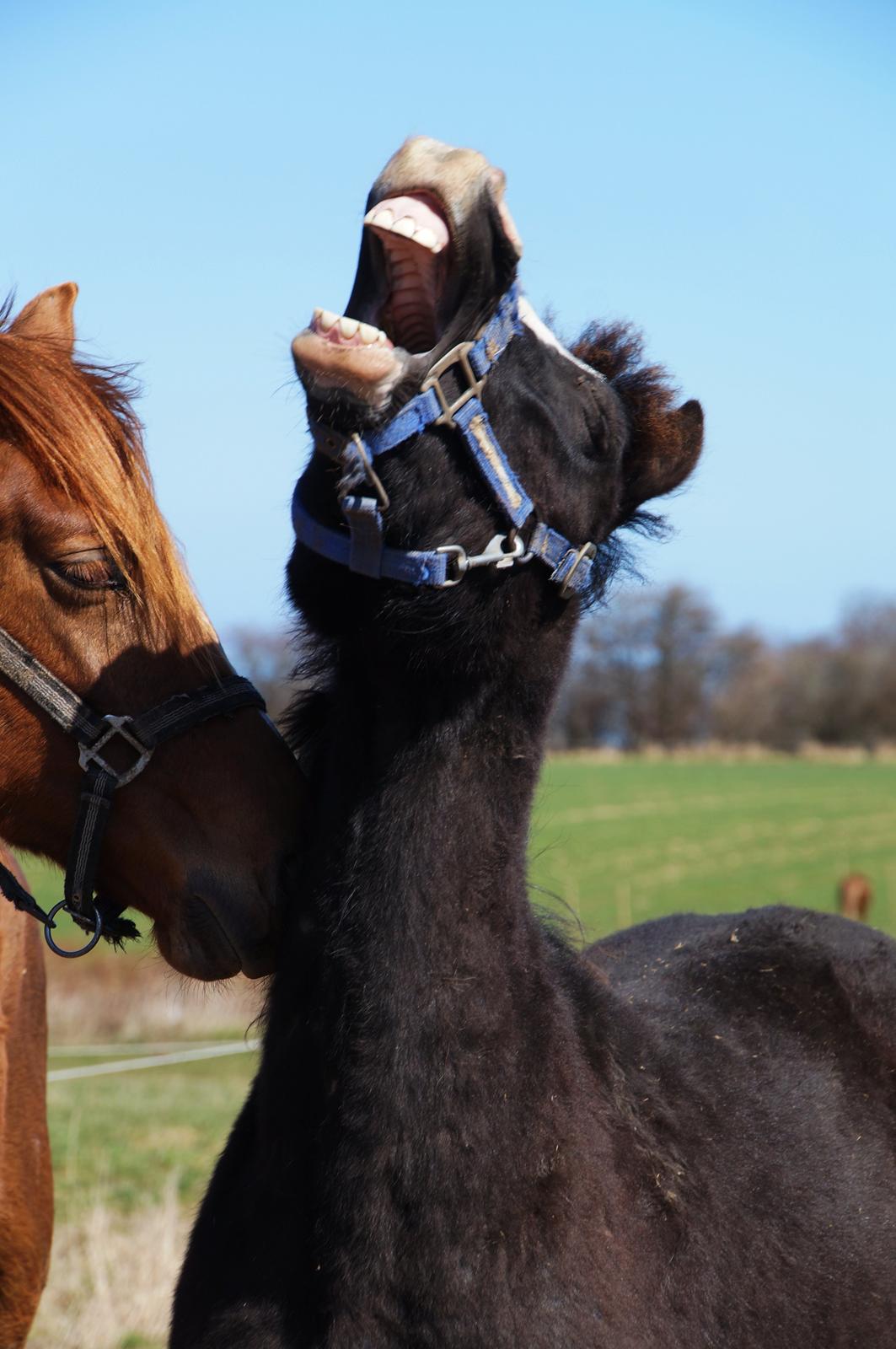 Welsh Pony af Cob-type (sec C) St. Tidsel Brandon billede 13