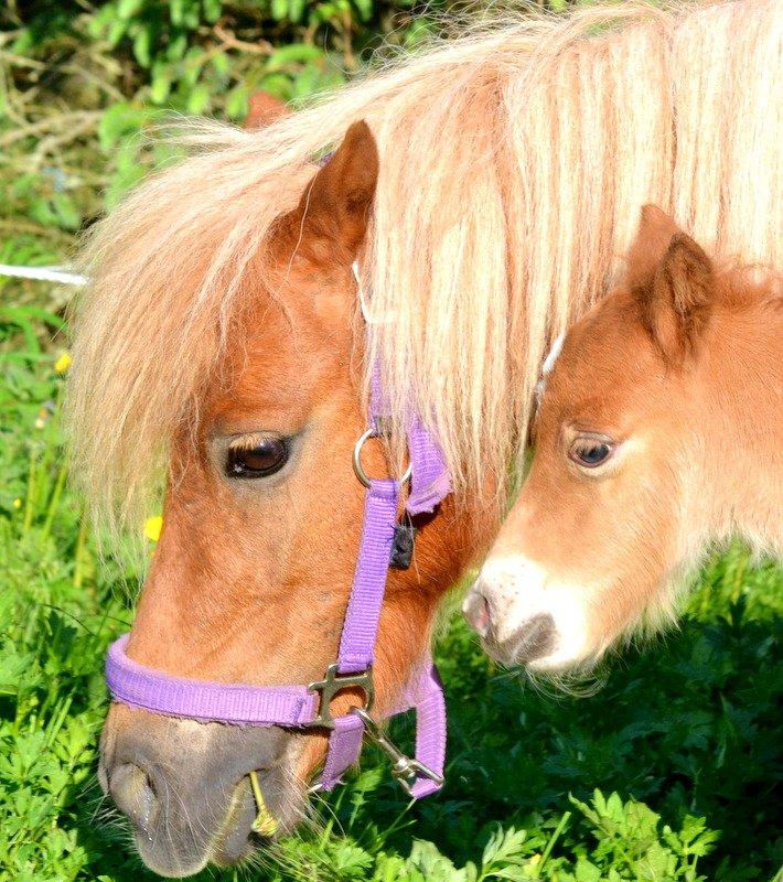 Miniature Serafina - Serafina og hendes nyfødte føl den første dag på folden! :) billede 14