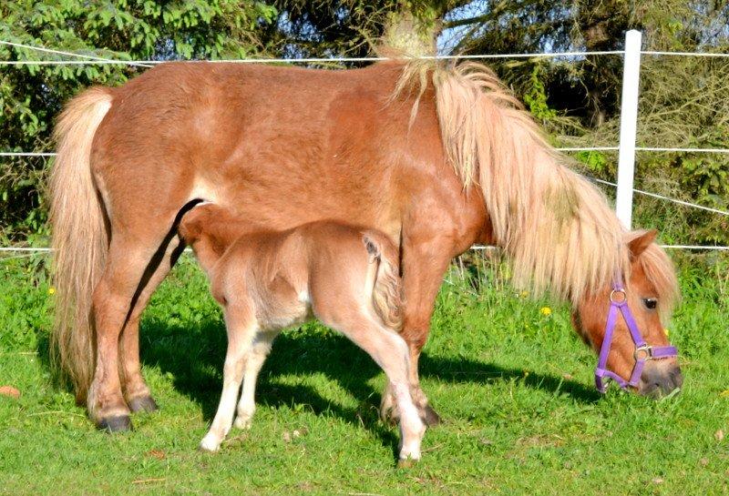 Miniature Serafina billede 15