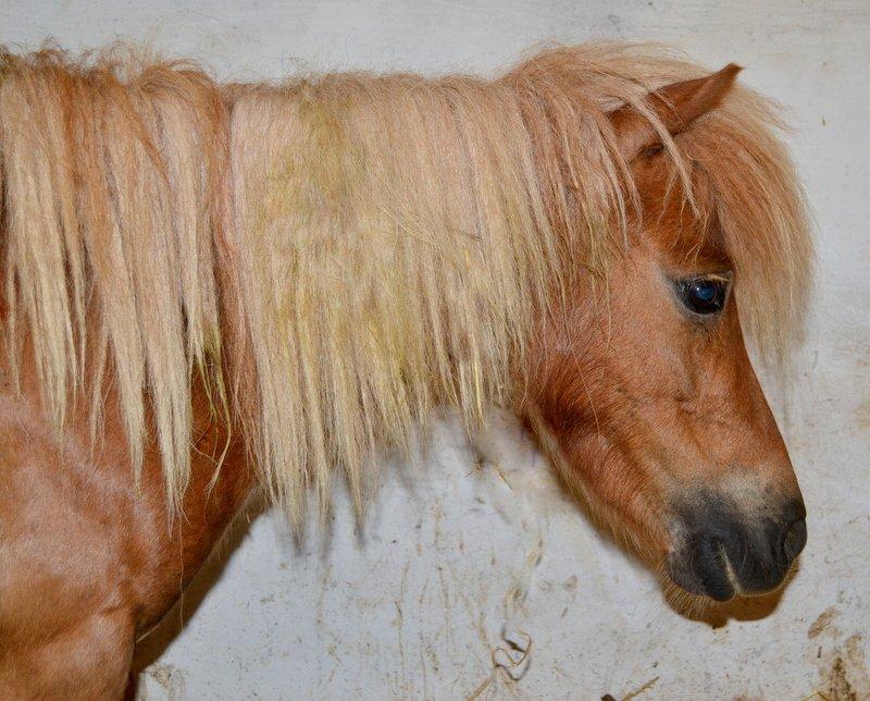 Miniature Serafina billede 16