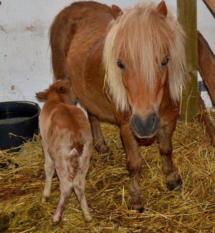 Miniature Serafina billede 17