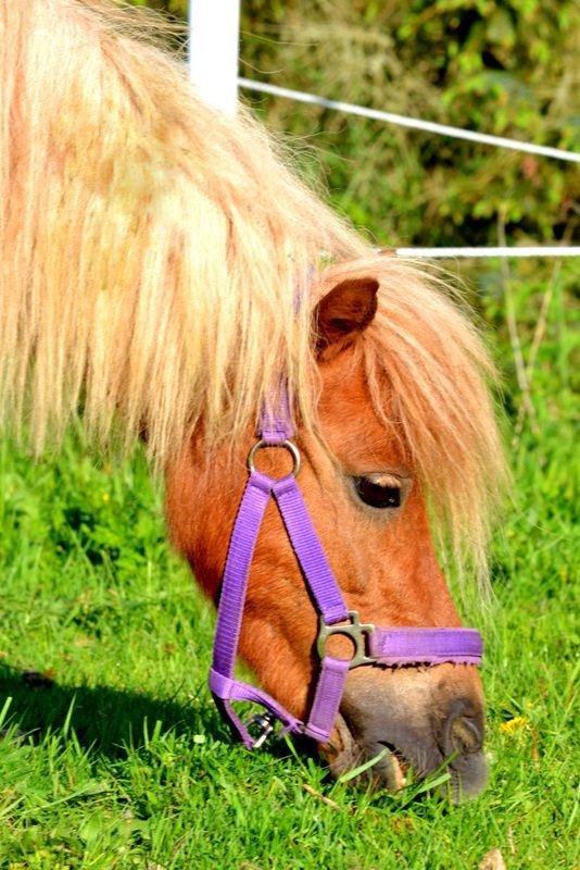 Miniature Serafina billede 18