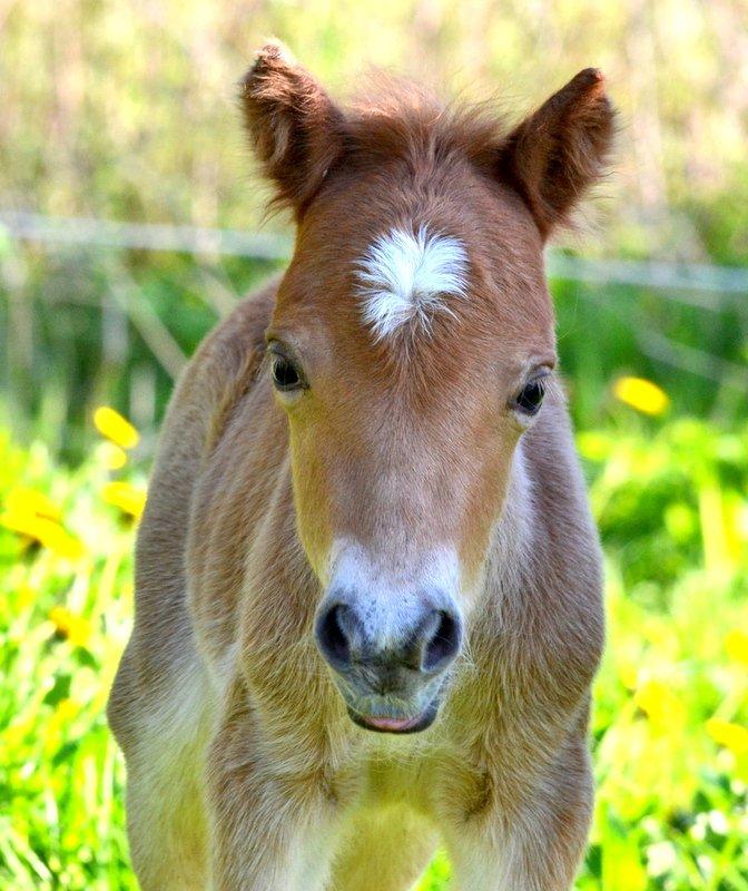 Miniature Laban - Dette er labans lille føl!  billede 17