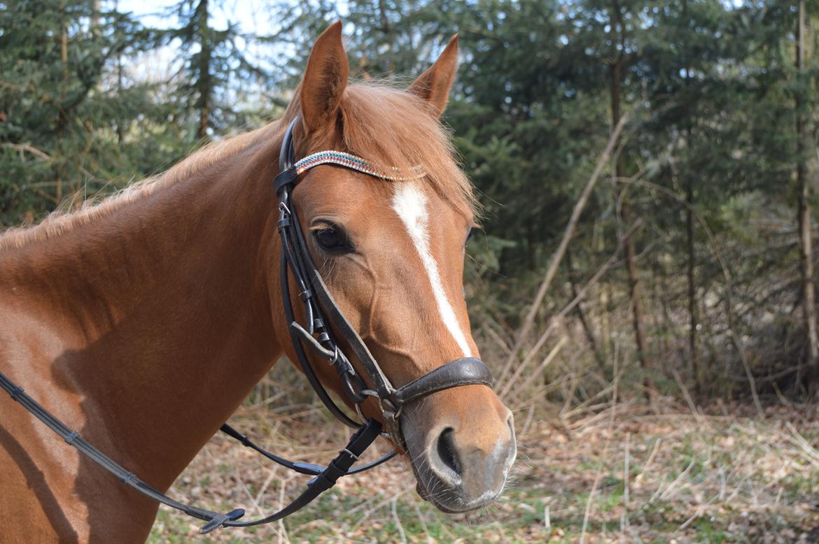 Welsh Partbred (Sec F) sweet about me *soul mate* - " I don´t want a perfect pony. I just want someone to act silly with, someone who treats me well and loves being with me more than anything." billede 2