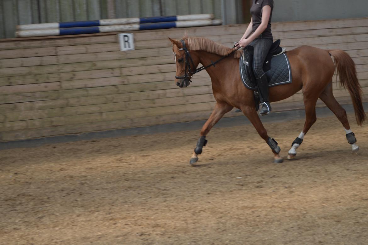 Welsh Partbred (Sec F) sweet about me *soul mate* - "sometimes i do hate you. but when i do, it dosen´t matter becouse i still love you so much..." billede 1