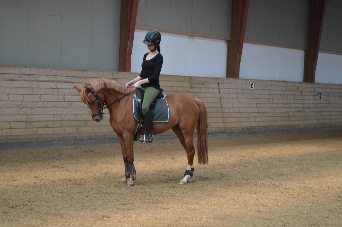 Welsh Partbred (Sec F) sweet about me *soul mate* - parade træning...  billede 15