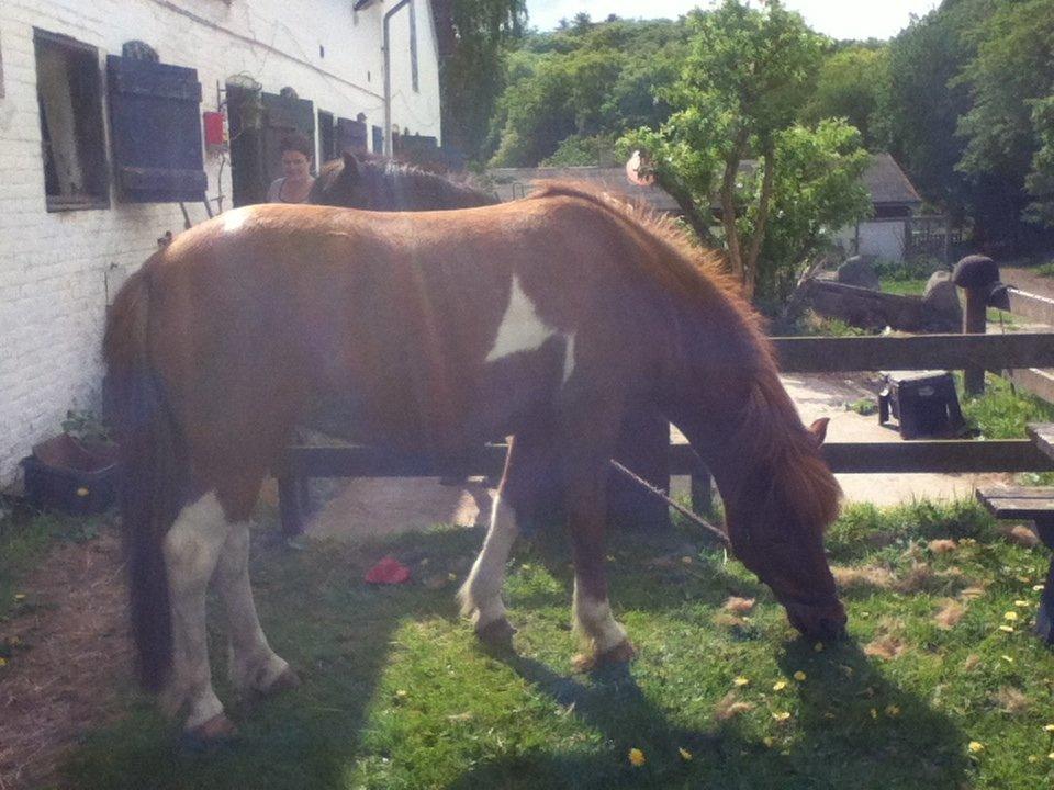 Islænder Osk billede 9