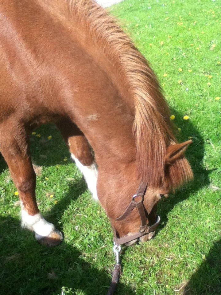 Islænder Osk billede 10