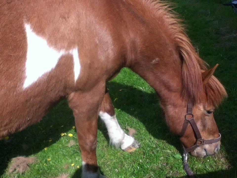 Islænder Osk billede 11