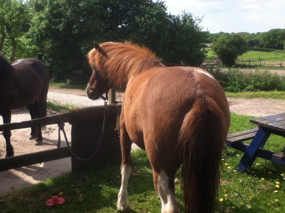 Islænder Osk billede 12