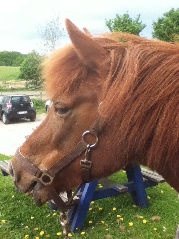 Islænder Osk billede 14