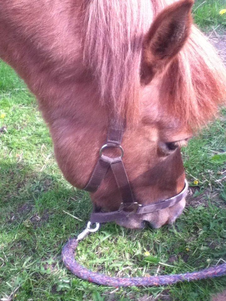 Islænder Osk billede 13