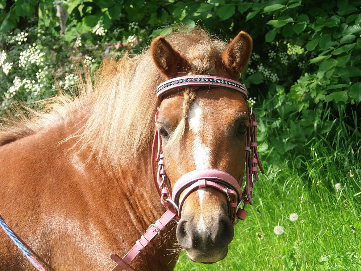 Anden særlig race Maja(prinsesse<3) - Velkommen til Majas profil!:-)) billede 1