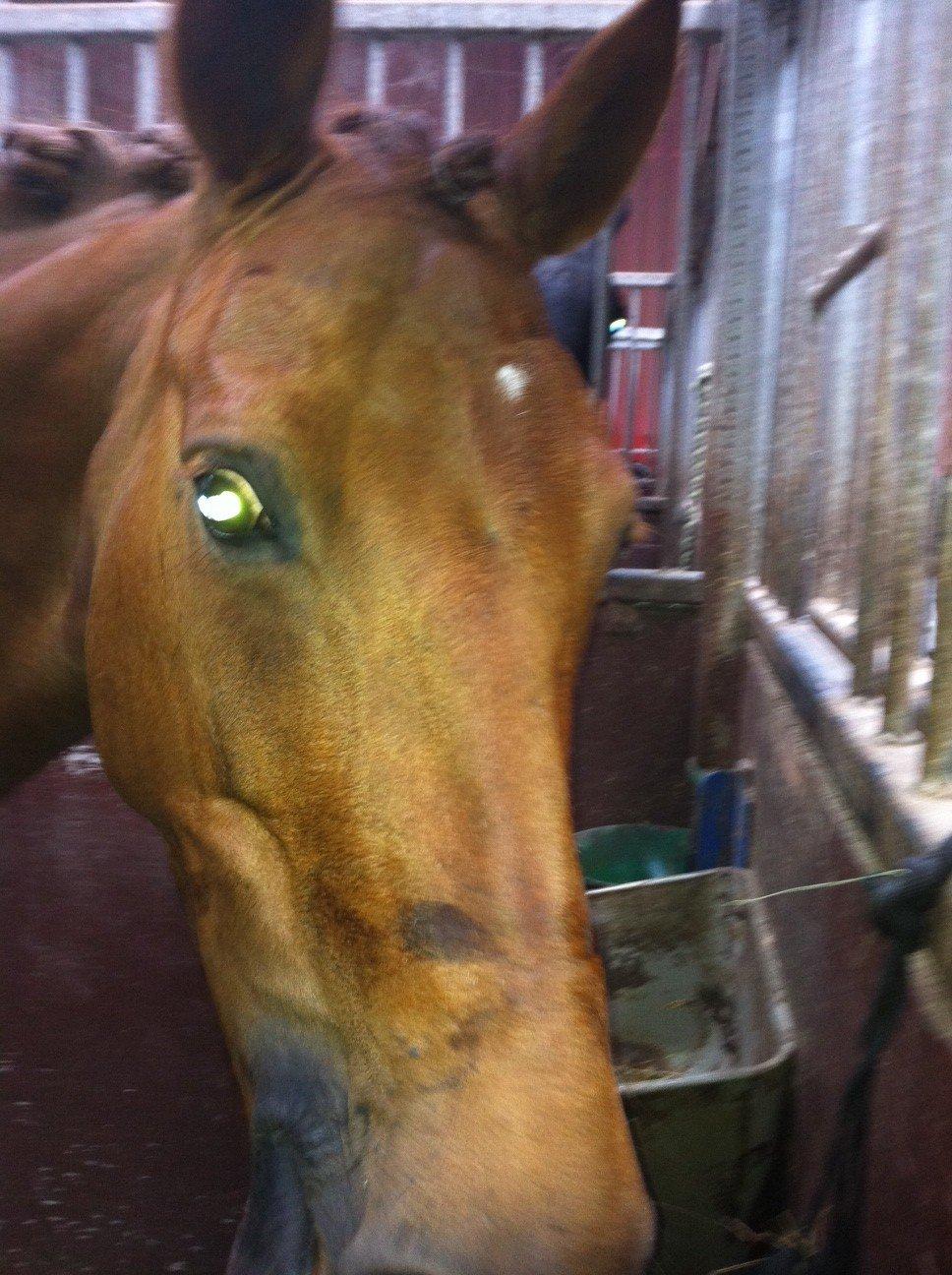 DSP Hot Chili [My soulmate] - chili med tidligere ejer. MIT første billed af prinsessen<3<3 kærlighed ved første øje blik<3  billede 10