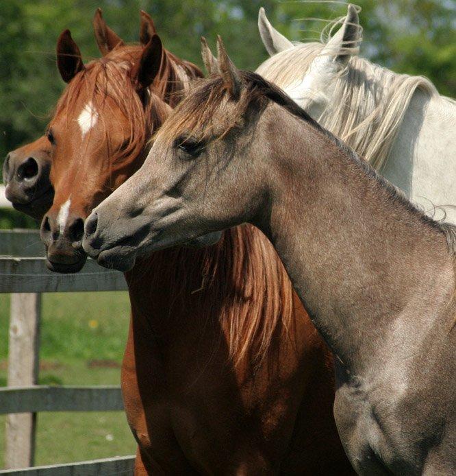 Arabisk fuldblod (OX) WML Al HaMee - 26 maj 2013 billede 1