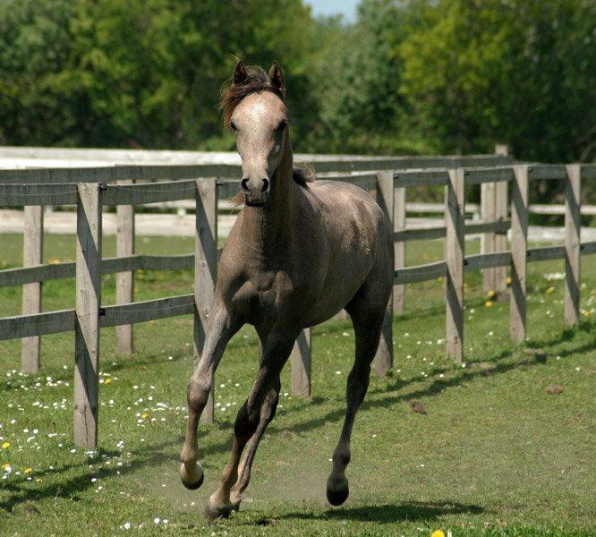 Arabisk fuldblod (OX) WML Al HaMee billede 11