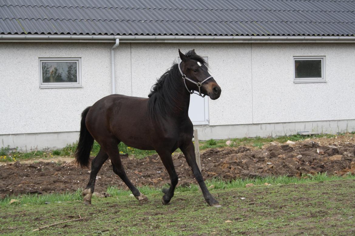 Anden særlig race Krogdalsgaards Keeper billede 4