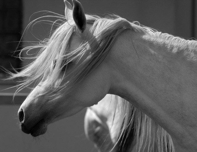 Arabisk fuldblod (OX) Waheds Zuleyma - Maj 2013 billede 1