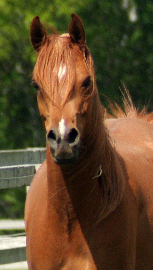 Arabisk fuldblod (OX) Waheds Nadia - Maj 2013 billede 17