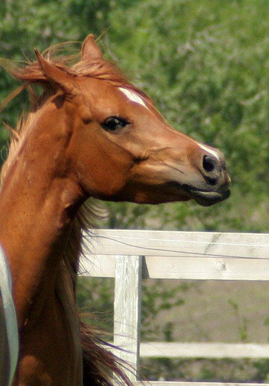 Arabisk fuldblod (OX) Waheds Nadia - Maj 2013 billede 1