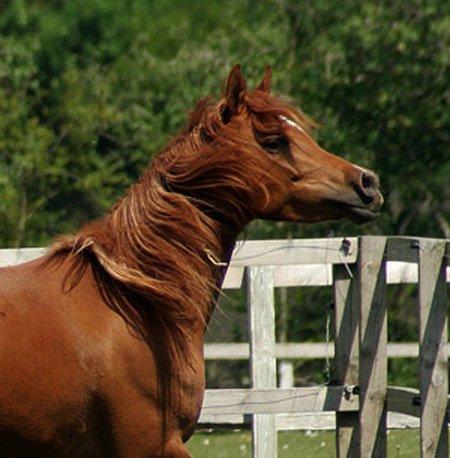 Arabisk fuldblod (OX) Waheds Nadia - Maj 2013 billede 18