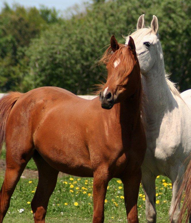 Arabisk fuldblod (OX) Waheds Nadia - Maj 2013 billede 19