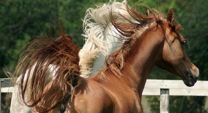 Arabisk fuldblod (OX) WML Jeenah Al Hawah - Maj 2013 6 år... billede 18