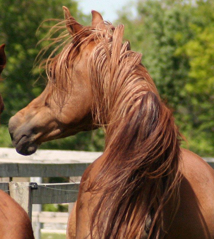Arabisk fuldblod (OX) WML Jeenah Al Hawah - Maj 2013 6 år... billede 1