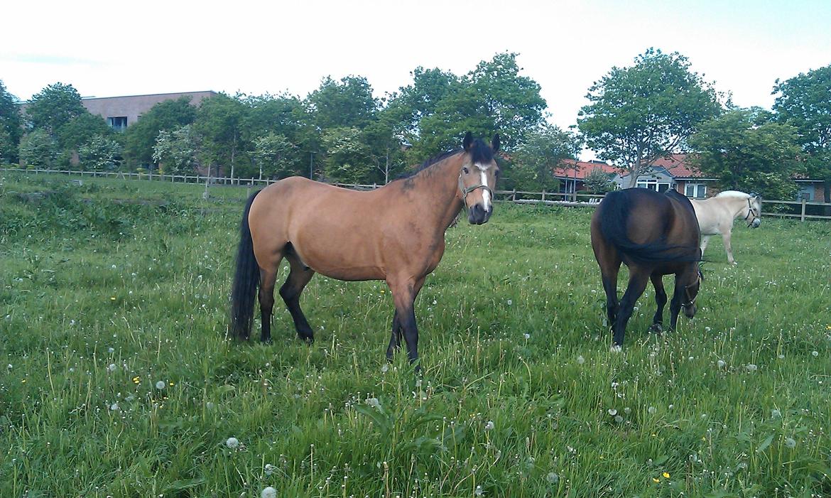 Connemara Nørlunds Targa/Conrad billede 3