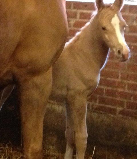 Palomino MOELLEAAENS GOLDEN OHIO billede 7