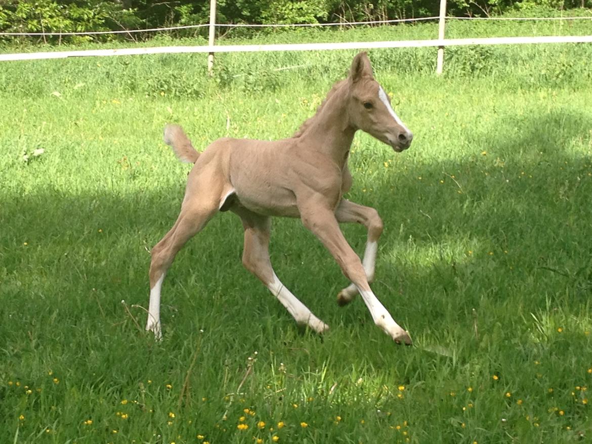 Palomino MOELLEAAENS GOLDEN OHIO billede 8