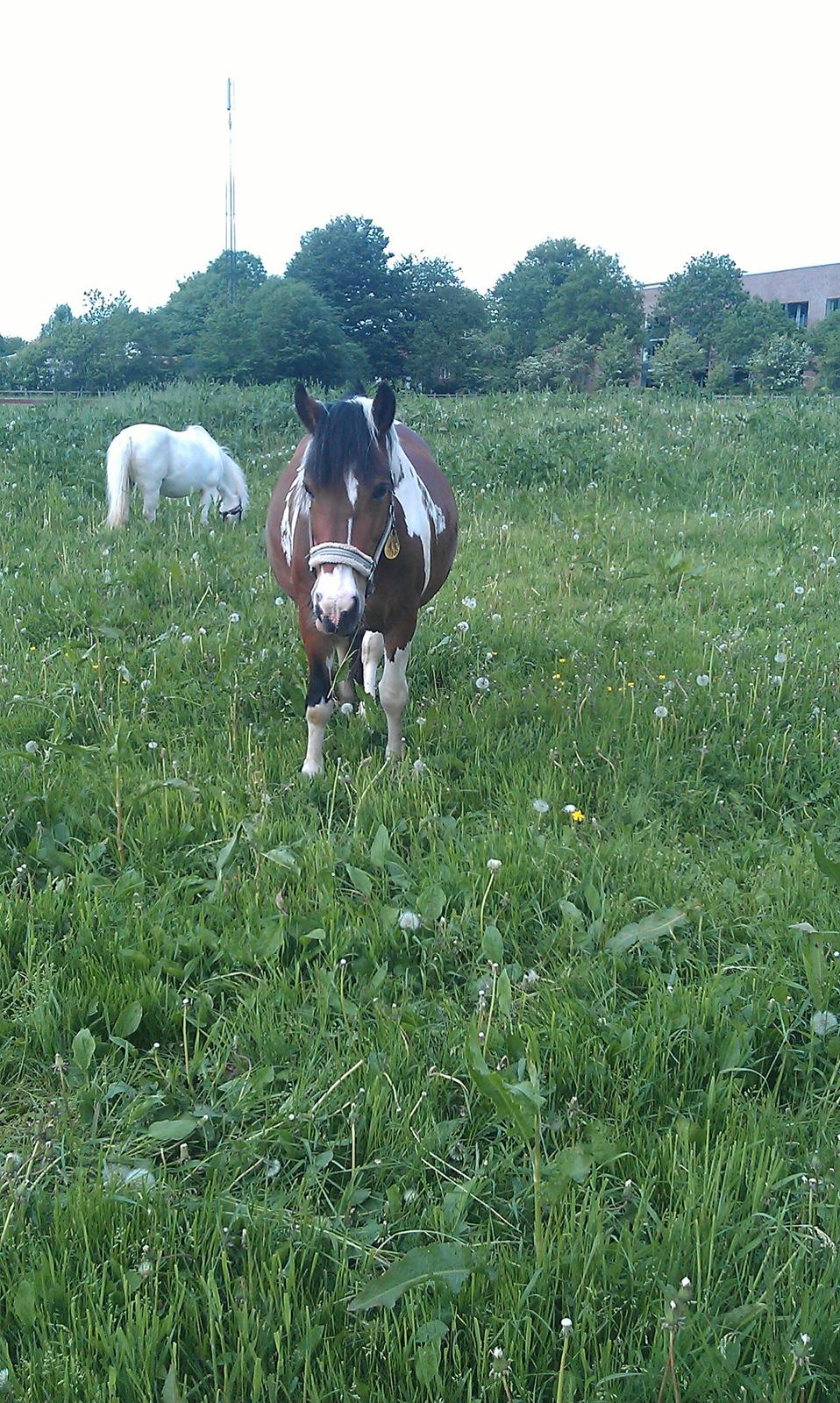 Anden særlig race Mille (Pensioneret) - Nåårr hvor er hun sød da jeg kommer ud for at hente hende ind fra fold og så ser mig begynder hun med det samme at gå ned imod mig!<3 billede 3