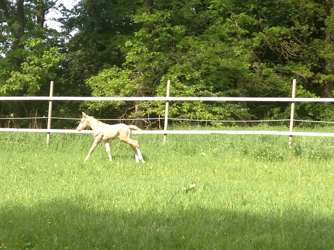 Palomino MOELLEAAENS GOLDEN OHIO billede 9