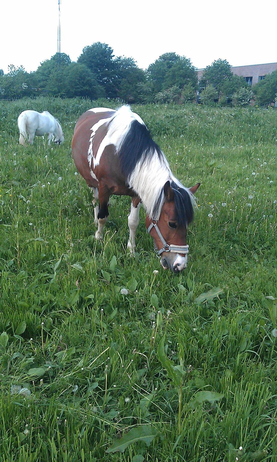 Anden særlig race Mille (Pensioneret) - „Du skal ikke finde en du kan leve med,- du skal finde en du ikke kan leve uden.“ billede 4