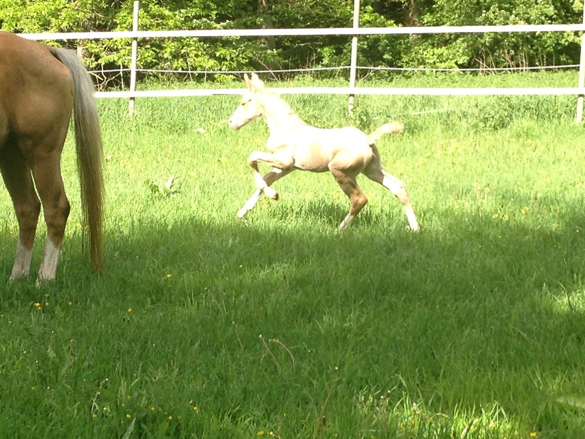 Palomino MOELLEAAENS GOLDEN OHIO billede 10