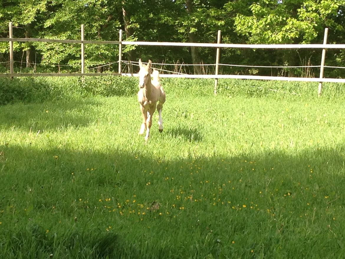 Palomino MOELLEAAENS GOLDEN OHIO billede 11