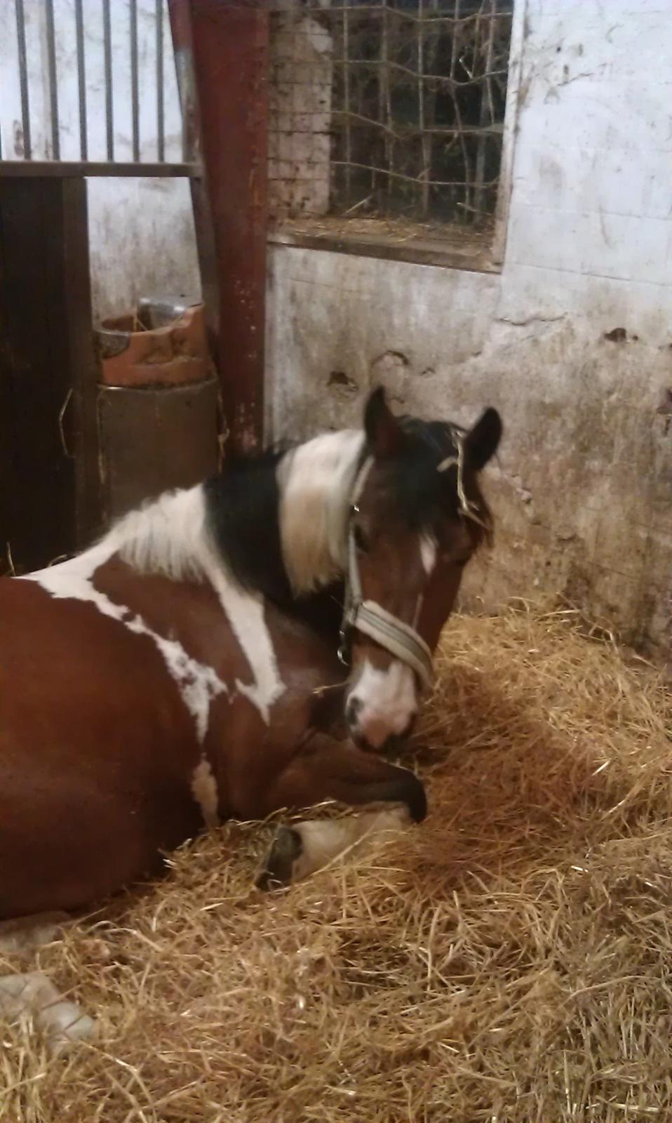 Anden særlig race Mille (Pensioneret) - Var lige ude at sige godnat til hende!<3 billede 19