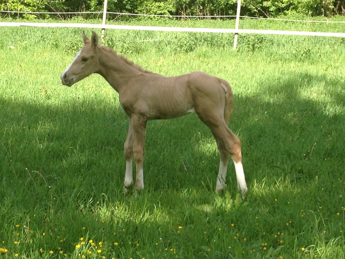 Palomino MOELLEAAENS GOLDEN OHIO billede 12
