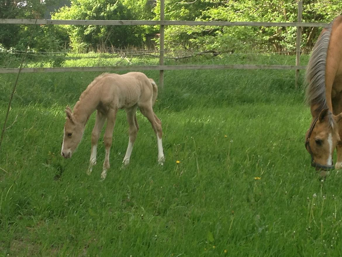 Palomino MOELLEAAENS GOLDEN OHIO billede 13